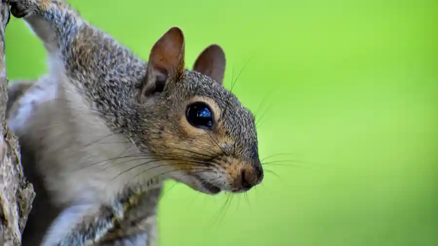 Animal Nature Walk (Intro to Zoology)