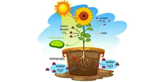 Photosynthesis For Kids A Journey From Sunlight To Leaves Photosynthesis For Kids A Journey From Sunlight To Leaves