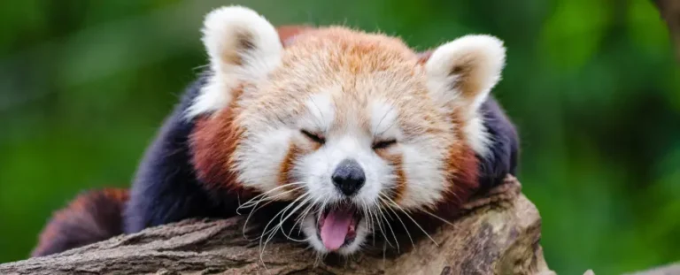 50 Fun Facts About Animals