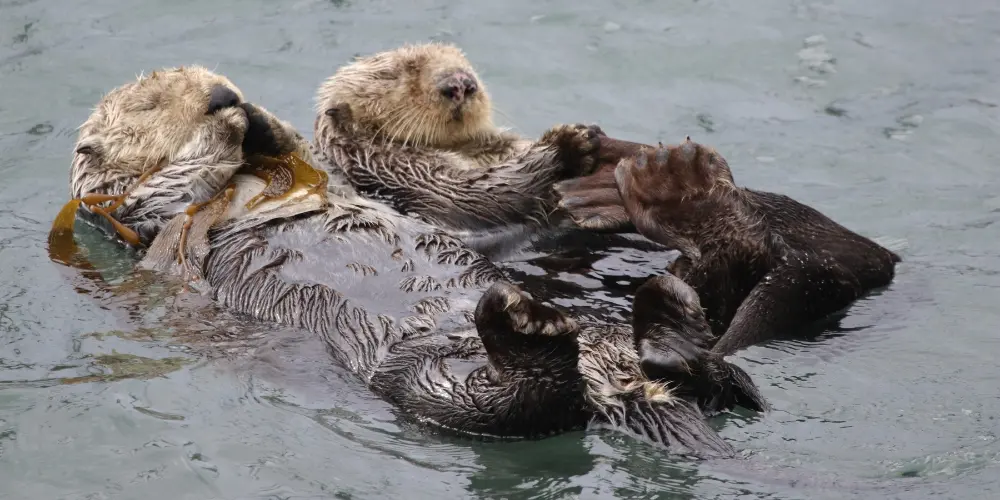 Sea Otters Sleeping in a Kelp Forest They Are Anchored To