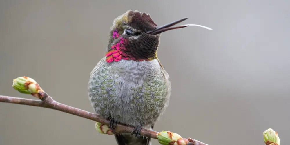 Hummingbird With Its Tongue Out