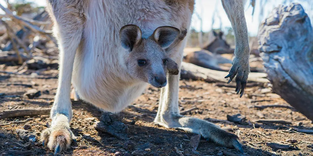 Kangaroo Joey in Its Pouch