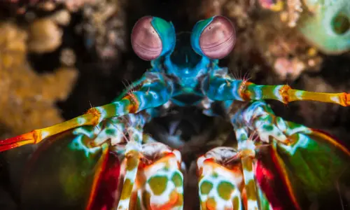 Ojos de camarón mantis