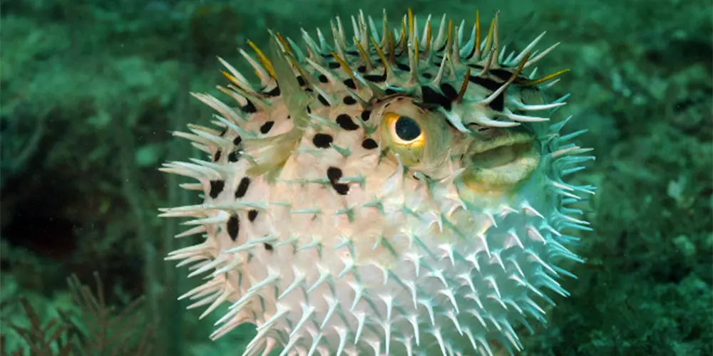 Inflated Puffer Fish