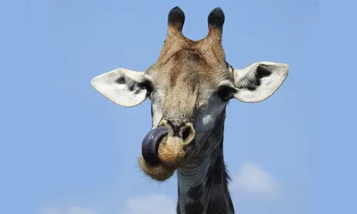 Giraffe With Its Tongue Out