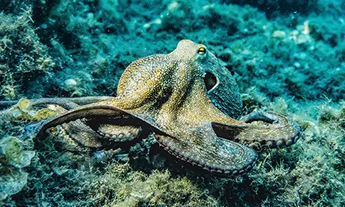 Octopus on the Sea Floor