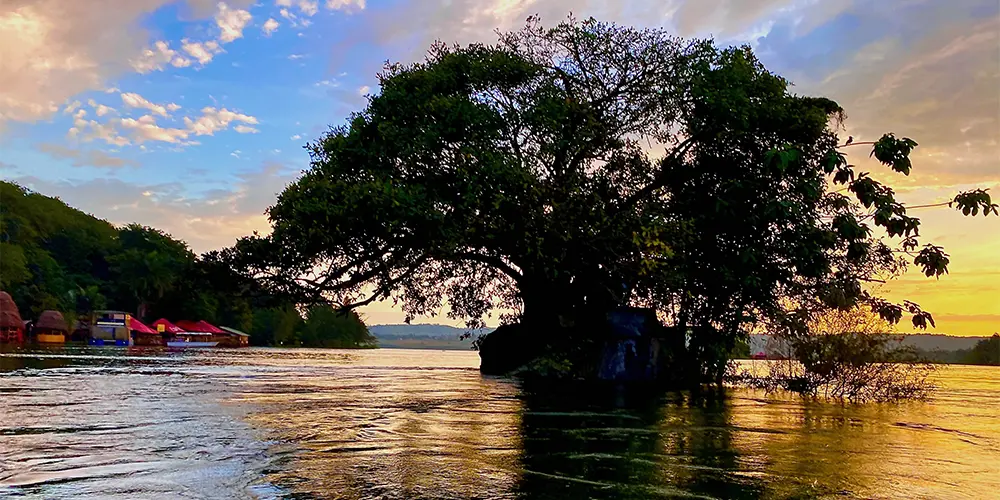 Tree in the Middle of the Nile River
