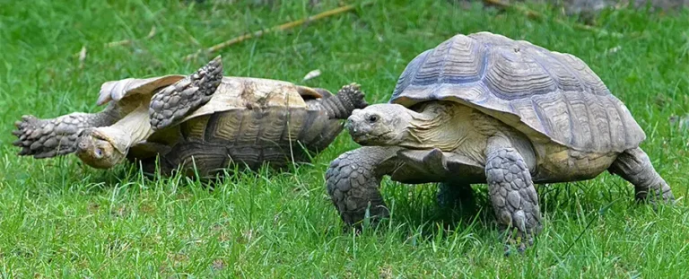 Slowest Animal in the World by Land, Air, and Sea